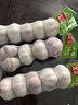 佳农宝菜山东金乡大蒜 0.5斤*3条装 净重1.5斤紫皮蒜头源头直发 实拍图
