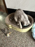 柒哦CFA赛级逗猫棒猫咪玩具小飞虫羽毛替换头耐抓咬幼猫用品自嗨解闷 逗猫棒+小飞虫替换头*3 实拍图