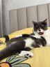 玫斯（metz）猫粮无谷天然猫粮成猫幼猫全阶段鲜肉孕猫全价奶糕猫粮 pro系列升级全期猫粮 10kg 实拍图
