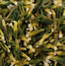 匠界养生茶莲子心125g精选莲子芯泡水喝的养生熬夜茶可搭配菊花茶去火 实拍图