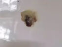 CONJUGALLOVE外阴瘙痒妇科专用私处止痒膏外阴白斑专用男女下体肛周私处瘙痒 实拍图
