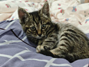 派乐特 猫奶瓶幼猫小奶猫新生宠物犬小狗狗喂奶器小猫奶嘴猫咪用品150ml 实拍图