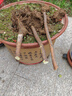 阿木木 嫁接无花果树苗 特大波姬红庭院阳台盆栽地栽果树苗南方北方种植 波姬红无花果5年苗（当年结果） 实拍图