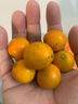 探味君 广西脆皮小金桔 应当季脆蜜滑黄皮小金桔橘桔子融安新鲜水果 净重1.8-2斤 小果（约55-70个/斤） 实拍图