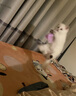 宠物莱克猫咪维生素B狗狗防掉毛异食保健品补充剂 试吃装（1袋装） 实拍图