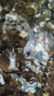 三只松鼠有机核桃仁500g/袋 云南特产每日坚果炒货免剥果仁休闲零食 实拍图