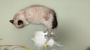 美士（Nutro）进口猫粮全护营养系列全价幼猫猫粮含鸡肉配方3磅试吃试用小包装 实拍图