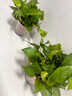 双盟 绿萝盆栽除甲醛花卉绿植办公室新房净化空气110款10盆装源头直发 实拍图