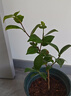 盆栽茶花苗 山茶花苗绿植花卉盆栽四季好养茶花树苗盆栽耐寒花卉观花植物室内花卉绿植开花不断 不含盆 五色赤丹(强力推荐) 2年苗 实拍图