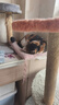 皇家皇家室内成猫粮 I27 通用粮 12月以上 4.5KG 实拍图