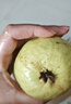 京喜加【送酸梅粉】福建白心芭乐 番石榴 可做拌水果 京东快递 2颗（单果100g+） 带箱 实拍图