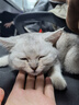 伟嘉成猫猫粮3.6kg海洋鱼味布偶英短猫咪夹心粮全价粮【原料透明】 实拍图