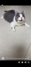 添赐力（NurseMate）宠物猫咪幼犬牛初乳营养膏30ml增强膏猫狗通用 实拍图