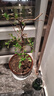 原生长寿冠海棠花盆栽四季开花树苗花卉植物室内盆景老桩耐寒好养 5年海棠【带原土 带花苞】 不含盆 实拍图