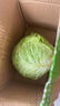 新鲜甘蓝包菜卷心菜新鲜嫩绿莲花白现摘现发到京东来买菜 新鲜包菜 1.5-2斤 人工挑拣 实拍图