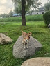 亚弟广西北海红树林烤海鸭蛋正宗北部湾流油熟食大蛋即食特产年货礼盒 烤海鸭蛋【50g*10枚】普盒装 实拍图