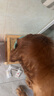 卫仕 宠物乳钙片10片 狗狗钙片泰迪金毛幼犬钙粉大型犬健骨补钙 实拍图
