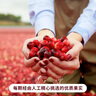 优鲜沛 100%纯蔓越莓汁946ml 美国进口果汁饮料可调鸡尾酒饮品含花青素 实拍图