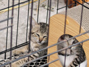 萌嘟星宠 猫抓板猫窝猫隧道猫玩具猫沙发别墅立式磨爪猫咪用品 小猫抱鱼款 实拍图