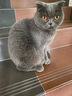 怡亲猫粮幼猫成猫15斤深海鱼肉挑嘴去毛球室内猫通用全价 幼猫-7.5kg*1包（15斤） 实拍图