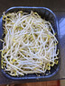 绿豆芽350g 实拍图