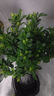 开时果 栀子花盆栽浓香型四季开花卉 阳台花卉好养绿植物源头直发包邮 加仑盆【90杯#栀子花】 实拍图