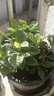 开时果 栀子花盆栽浓香型四季开花卉 阳台花卉好养绿植物源头直发包邮 加仑盆【90杯#栀子花】 实拍图