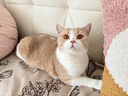Orijen渴望猫粮 减肥期低卡 无谷成猫室内猫室内伴侣进口1.8kg效期26/2 实拍图