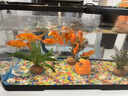 阔庭（KUOTING）鱼缸水族箱生态桌面鱼缸新款懒人鱼缸过滤制氧一体黑色【特大号】 实拍图