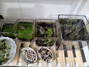 鱼缸水草种子生态玻璃瓶植物种籽孑水培阴性真草装饰造景套餐懒人 大对叶水草1万粒+营养液 实拍图
