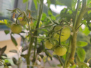 心相印卷纸/厨房用纸【肖战推荐】75节*8卷纸巾食品接触级（整箱销售 ） 实拍图