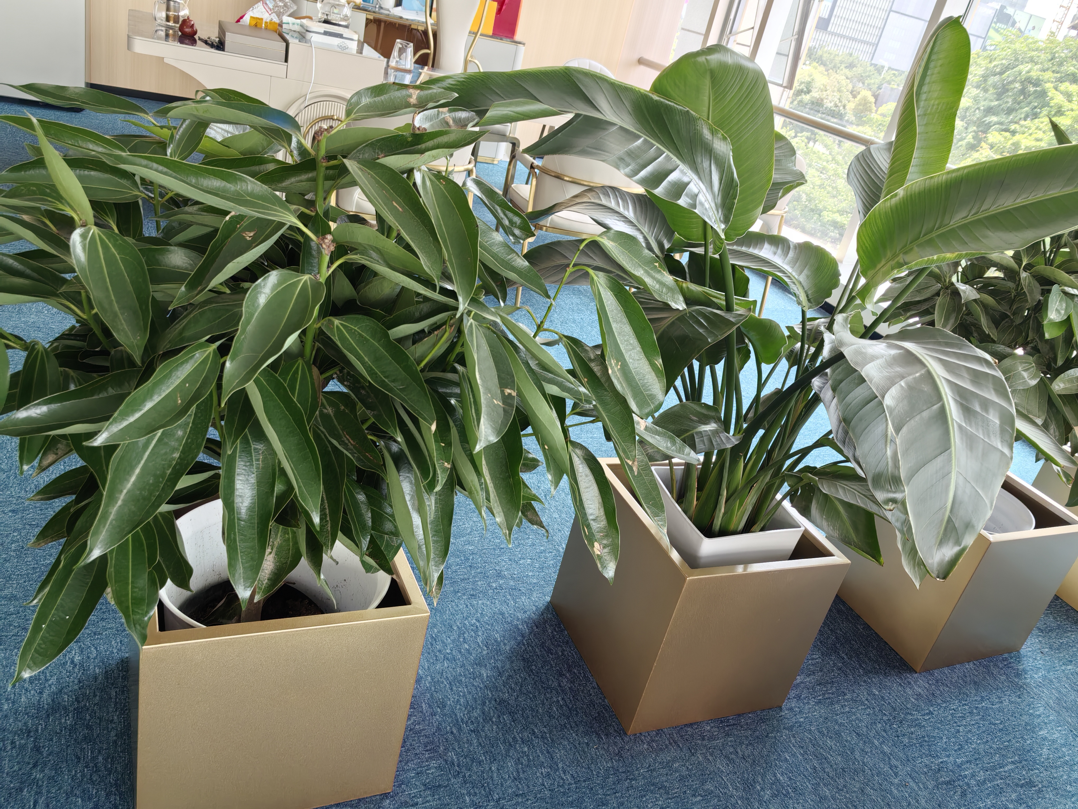 叹为观止大型植物发财树各种大颗盆栽开业乔迁客厅办公室内好养大型花卉 平安树1.2-1.4米 不含盆 实拍图