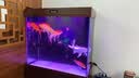 西龙新中式大型超白鱼缸客厅家用水族箱下过滤底滤懒人免换水屏风隔断 胡桃色82*40*151靠墙款 尺寸 实拍图
