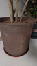 oeny紫砂花盆透气防烂根特大号口径种树种菜高颜值大花盆陶瓷花盆批发 透气高直筒中号 紫砂 实拍图