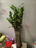 萌肉居富贵竹水培绿植转运竹花卉10根约50cm高富贵弯竹不含瓶源头直发 实拍图