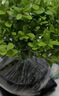 开时果 小叶赤楠盆景摆件 办公室桌面绿植花卉好养盆栽植物源头直发包邮 【热销款】舍得紫砂盆+黑石+底座 实拍图