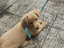 茨格曼狗绳牵引绳狗链子胸背带遛狗绳子中小型犬宠物用品 实拍图