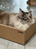 pidan猫抓板 纸盒款 瓦楞纸猫窝耐磨猫玩具 实拍图