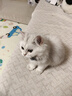 HELLOJOY猫碗狗碗宠物食盆猫咪双碗粮盆自动饮水机喝水器喂食用品 黄色 实拍图