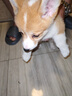 麦富迪 狗粮 藻趣儿通用全价犬粮小中大型犬泰迪柯基金毛拉布拉多 幼犬粮 2.5kg 实拍图