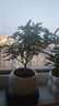 佰花锦清香胡椒木盆栽室内外驱蚊草植物好养绿植九里香花卉四季常青盆景 【送圆底座】胡椒木+陶瓷白圆盆+苔藓铺面 整体高度20-25cm 实拍图