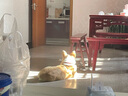 欢宠网 伊丽莎白圈耻辱圈大号狗狗项圈猫项圈宠物狗脖套猫头套防咬圈狗用品2号30斤以下宠物 实拍图