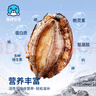 海鲜世家去冰净重鲍鱼仔1斤 60-72粒 家庭聚餐小海鲜煲粥火锅食材 实拍图