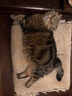 【防伪可查】金盾润康滴眼液 猫咪眼药水狗狗抗菌消炎宠物猫用淡化泪痕洗眼液比熊眼睛发炎结膜炎 8ml 实拍图