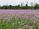 福东海 茉莉花120克  (当季新鲜头采)横县三伏 花草茶泡水喝养生茶饮 实拍图