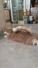 Orijen渴望猫粮 成猫幼猫干粮 全价通用无谷原味鸡肉进口1.8kg效期26/1 实拍图