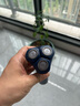 飞利浦（PHILIPS）【周杰伦推荐】电动剃须刀新一代旋风2系刮胡刀导须净剃6D自贴合刀头 生日礼物送老公 国家补贴 实拍图