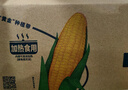 北纬47°黄糯玉米4斤(200g*10根)东北甜黏鲜玉米棒真空包装  早餐苞米 实拍图
