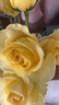 【玫瑰花】特价云南鲜花直发节日鲜花礼物花束水养插花七夕礼物 黄玫瑰10枝 实拍图