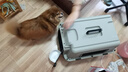 獒少保【新国航标准】宠物航空箱猫狗托运输猫咪狗狗外出箱便携手提笼子 2号【建议30以内宠物】 实拍图